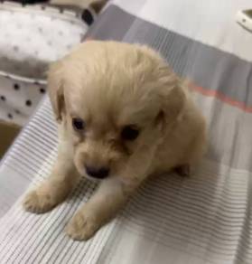 Puppy