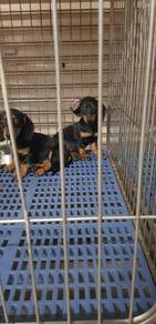 Siren Dachshund