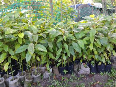Benih pokok biak