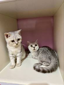 bsh silver shaded