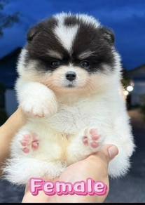 Pomeranian Panda Color Female Puppy