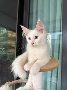 mainecoon kitten purebred