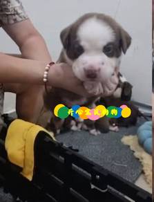 Pitbull (M/F)