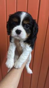 Cavalier King Charles Female Puppy F1