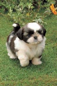 HHHH_Q300D Shih Tzu friendly puppy dogs
