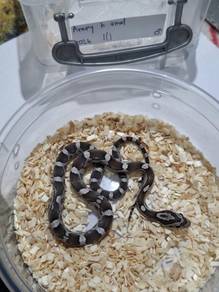 aner black corn snake ular jagung