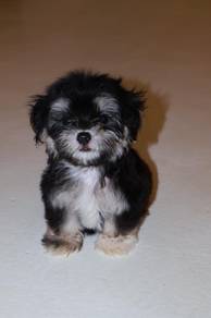 J0664 Maltipoo Gorgeous Curly Coat Little Puppy