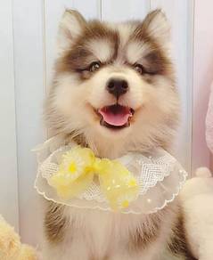 Husky