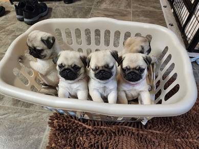 pug 9