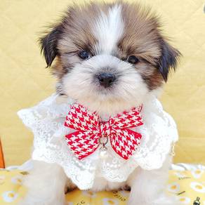 Shih Tzu