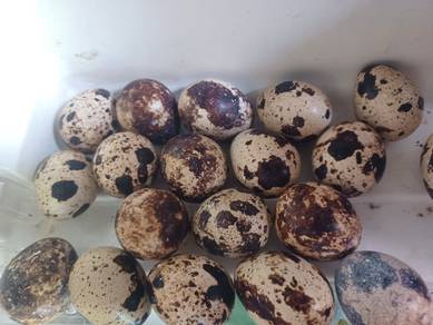 telur puyuh 40 sen 