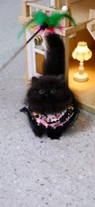 Black munchkin short leg Boy 