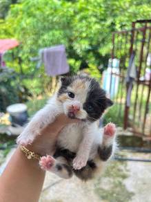 kucing manja , nak jual sebab bnyk sngt kucing