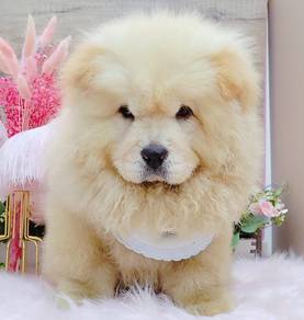 Chow Chow