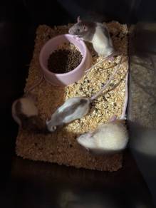 Rat/Lab Rat