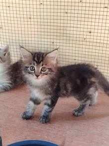 Kucing baka maine coon