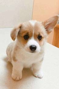 N3325 Bubble of love Corgi Adorable Short Leg Pupp