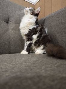 mix mainecoon male