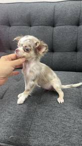 Pure Breed Red Merle Chihuahua (F) 纯种 陨石长毛吉娃娃 女生