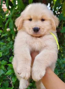 GOLDEN RETRIEVER PUPPIES M776 🌻 Cream / Gold