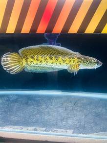 IKAN CHaNNA AURANTI/COBRA CB