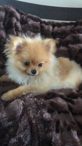 G1917 Snugglebug Pomeranian fluff thick hair puppy