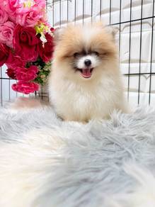 PPP1166 Tiny Pomeranian pretty cute puppies