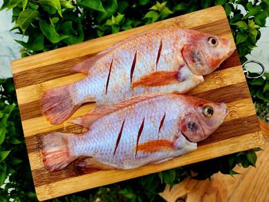 Ikan tilapia merah segar