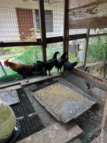 ayam kampung asli