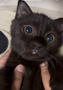BSH + Scotish fold untuk rehome
