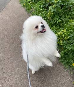 beautiful Pomeranian Puppies