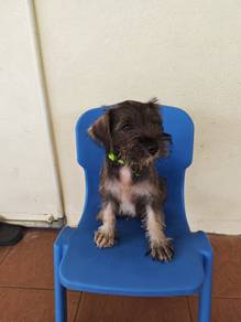 Salt & Pepper Mini Schnauzer Puppy Male 2008A