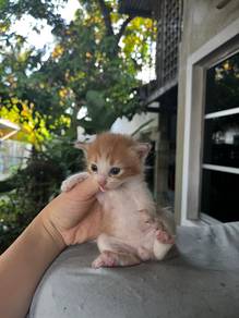 Kitten for adoption
