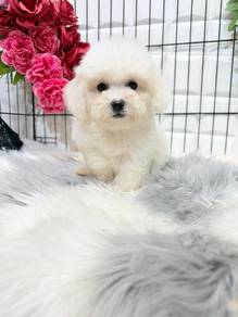 p20666 Bichon x Poodle designer dog