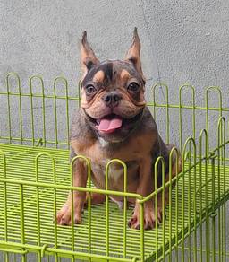 GGTT-900200 French Bulldog merle tan haired puppy