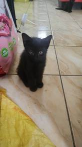 mix Tabby BSH kitten
