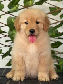 Golden Retriever Puppy 01