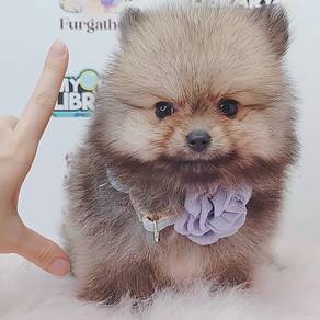 Pomeranian