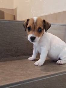 JRT Jack Russell Female puppy