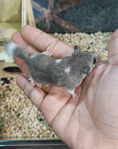 Dormouse / tupai mini
