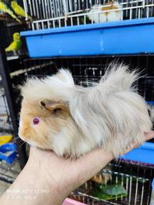 guinea pig