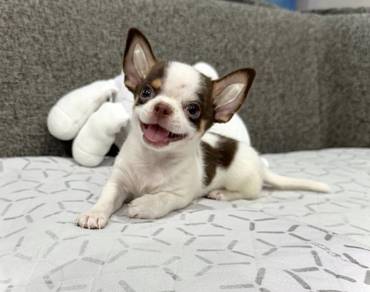 CHIHUAHUA PUPPIES 144🌷Head Apple Bonnie Dog