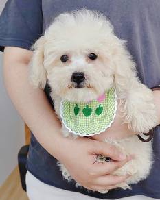 Bichon Frise
