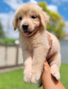 Golden Retriever