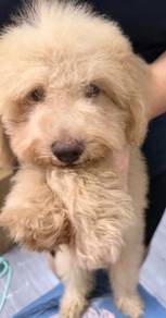 Mini Poodle Male