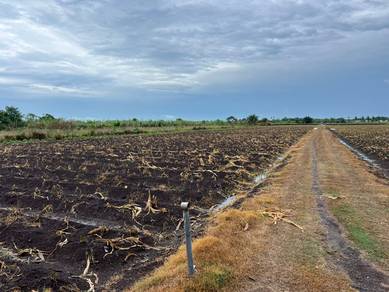 Agricultural Land in Tanjong Karang, SGR