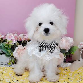 Bichon Frise