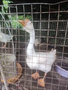 sepasang angsa