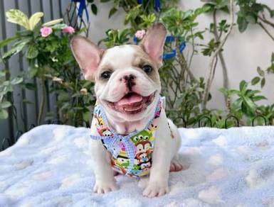 Cute French Bulldog Puppy 012