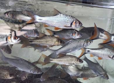 Ikan Pipi Merah